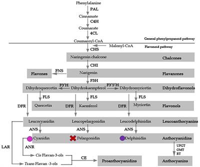 Genetic and molecular analysis of the anthocyanin pigmentation pathway in Epimedium